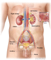 Anatomy of the male urinary system showing the kidneys, ureters, bladder, and urethra