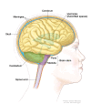 Anatomy of the brain, showing the cerebrum, cerebellum, brain stem, and other parts of the brain
