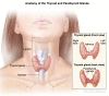 Anatomy of the thyroid and parathyroid glands