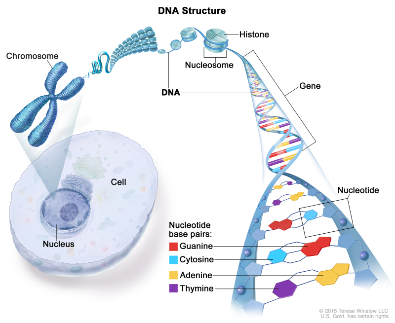 Structure of DNA; drawing shows a chromosome, nucleosome, histone, gene, and nucleotide base pairs: guanine, cytosine, adenine, and thymine. Also shown is a cell and its nucleus.