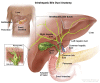 Anatomy of the intrahepatic bile ducts