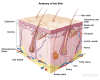 Anatomy of the skin showing the epidermis (including the squamous cell and basal cell layers), dermis, subcutaneous tissue, and other parts of the skin