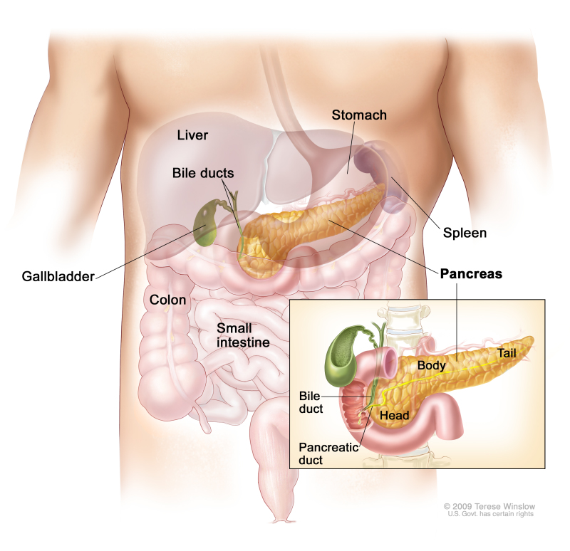 Pancreas