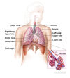 Anatomy of the respiratory system, showing the trachea and both lungs and their lobes and airways