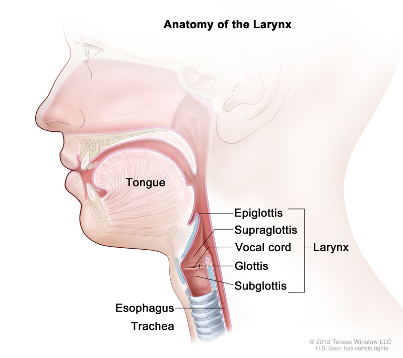 Anatomy of the larynx; drawing shows the epiglottis, supraglottis, glottis, subglottis, and vocal cords. Also shown are the tongue, trachea, and esophagus.