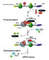 Figure 3. Hypothetical model showing the roles of Upf1 phosphorylation and dephosphorylation during mRNA surveillance in metazoans.