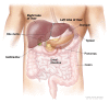 Anatomy of the liver