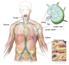 Anatomy of the lymph system