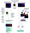 Figure 1. Analysis of microarray data to discover new tumor classification and to build gene predictors for cancer diagnosis.