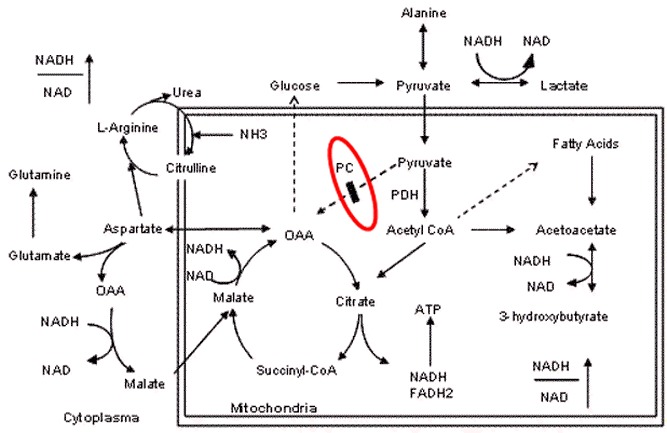 Figure 1. . Diagrammatic representation of metabolic pathway affected by PC deficiency.