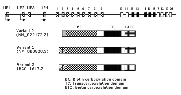 Figure 2. . PC structure and three transcript variants.