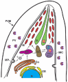 Figure 1.. The endosomal system of T.