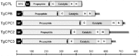 Figure 2.. Schematic representations of T.