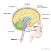 Anatomy of the inside of the brain, showing the pineal and pituitary glands, optic nerve, ventricles (with cerebrospinal fluid shown in blue), and other parts of the brain