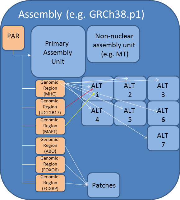 GRCh38p1 assembly model diagram
