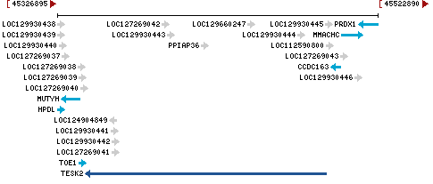 Genomic Context describing neighboring genes