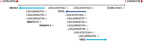 Genomic Context describing neighboring genes