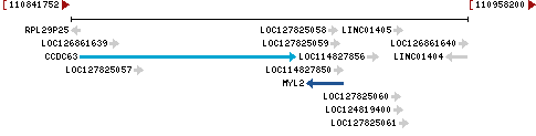 Genomic Context describing neighboring genes