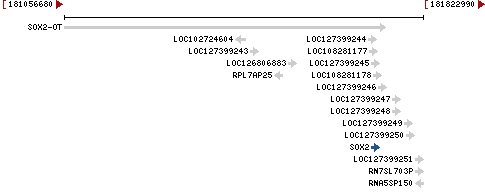 Genomic Context describing neighboring genes