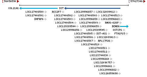 Genomic Context describing neighboring genes