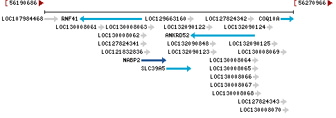 Genomic Context describing neighboring genes