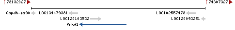 Genomic Context describing neighboring genes