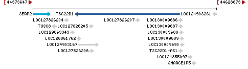 Genomic Context describing neighboring genes