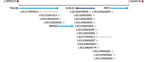 Genomic Context describing neighboring genes